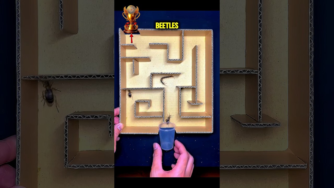 Bombardier Beetle vs Centipede 🪲🔥 | Who Escaped the Maze First?