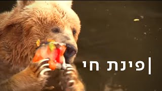 ארטיקים, ממטרות ומאווררים: כך מצננים בעלי חיים בשרב קיצוני