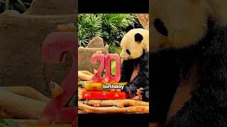This Panda Hated Both Birthday Cakes 🎂😭 #shorts