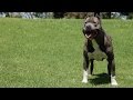 DIESEL DOGS - SOME OF THE FINEST XL PITBULLS YOU'LL SEE