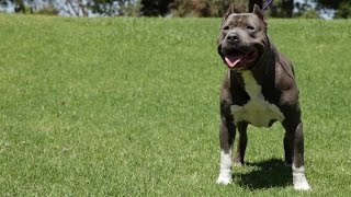 DIESEL DOGS  SOME OF THE FINEST XL PITBULLS YOU'LL SEE