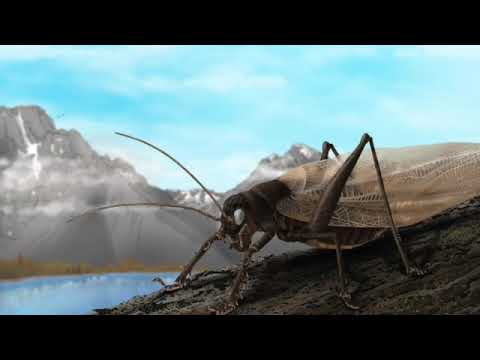 Scientists recreate song of long-lost insect