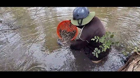 NT 67 lll Giải cứu cá rô non sắp lớp dưới mương nước cạn (T5)