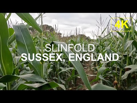 SUSSEX, UK | Countryside Footpath l 4K Walk