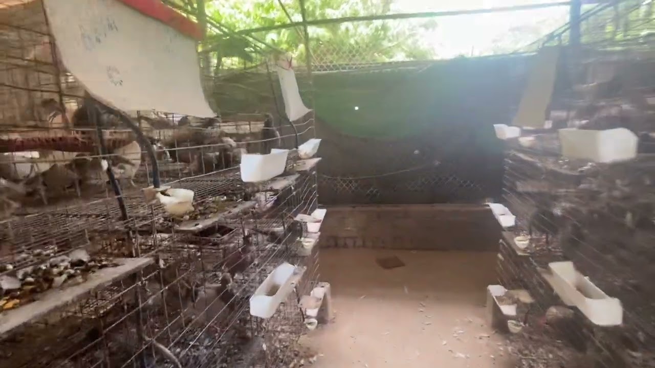 chi phí nuôi Bồ câu pháp cho 1000 đôi (total estimated cost of saising French Pigeons for 1000#dove