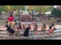 Calling dogs separately - Sit Means Sit Franchise Inc