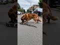 The dog bites the snake 蛇に噛み付く犬 #animals #nature #shorts #dog #doglover #snake