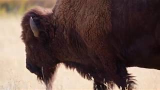 Bison Roundup