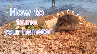 How to tame a dwarf hamster