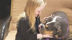 CHAMPBULLDOGS.COM - Blue bulldog puppies for sale, Blue ..., History of Blue/Black Tri Bulldogs - Tank R Tots, Thomas Bulldogs of Ohio | Rare Lilac Bulldogs | Chocolate Tri ..., Blue tri Bulldog puppy ready now | in Appleton, Cheshire | Gumtree, puppy for saleAllot Of Bully