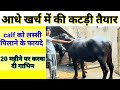 Calf taiyar karne ka sasta tarika|calf ko lassi pilane ke fayde|pashucare|Dr. Vishal Sindhwani|