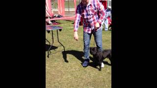 Wystawa Psow Lublin 2013 Staffik Ares