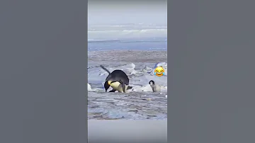 حيوانات مضحك تيكتوك شورت كوميدي اكسبلور 