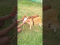 World smallest Cow breed