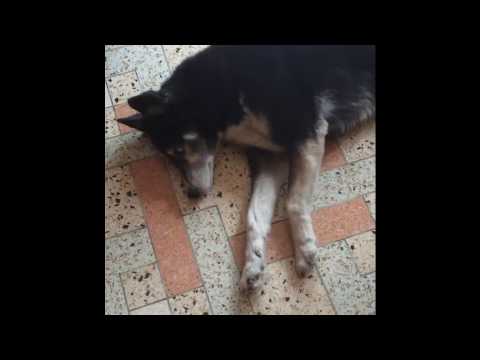 Video: Aumento Dell'appetito Nei Cani