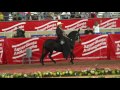 CONTRAGOLPE DEL TEATRO, MEJOR MULAR PASO FINO COLOMBIANO FERIA DE LAS FLORES 2017