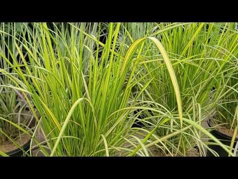 Video: Eldorado Feather Reed Grass Info - Feiten over Feather Reed Grass 'Eldorado