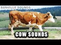 10 Hours of Cow Sounds