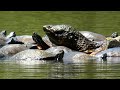 Many turtles basking in the sun & close up