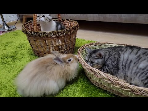 Rabbit Daddy cat and Cat love baskets in different ways: someone sleeps in them, and someone nibbles