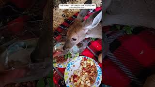 This Family Rescued a Freezing Deer From an Icy River, and Then... #deer #babydeer #animals