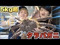 【５Kg】生きた超巨大タラバガニをトミックさんと大食い！！