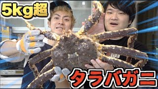 【５Kg】生きた超巨大タラバガニをトミックさんと大食い！！