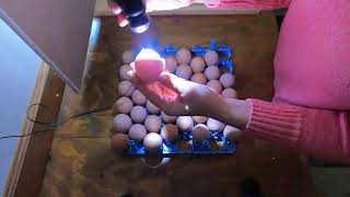 Part 1: Incubating and Candling Chicken Eggs