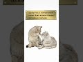 3 простых правила счастливых отношений #котосемья #отношения #любовь #котики