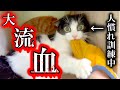 【ブチギレ】元野良猫に噛みつかれ流血、人馴れへの道が果てしなく遠い…