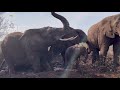 Another day, another mud party for the elephant herd & special Khanyisa & Tokwe time