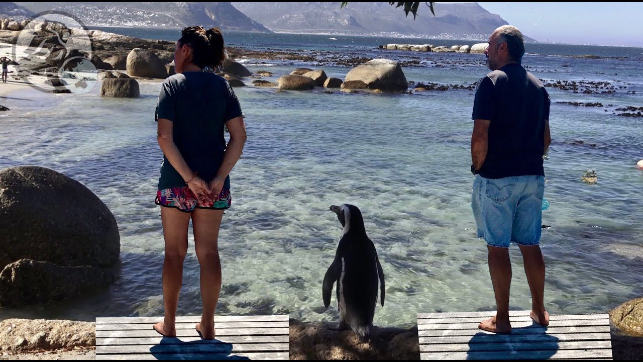 ⁣#69 Black Lion en Afrique du Sud, visite de Boulders, Fish Hoeck, Simon’s Town, Admiral waterfall,