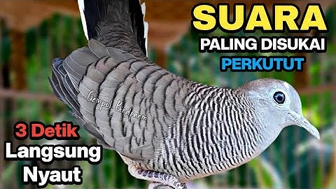 Perkutut Lokal Gacor Suara Paling Ampuh Untuk Pancingan Burung Perkutut Agar Bunyi.