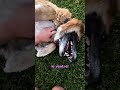 Chien Perdu Lors d'une Promenade 🐶