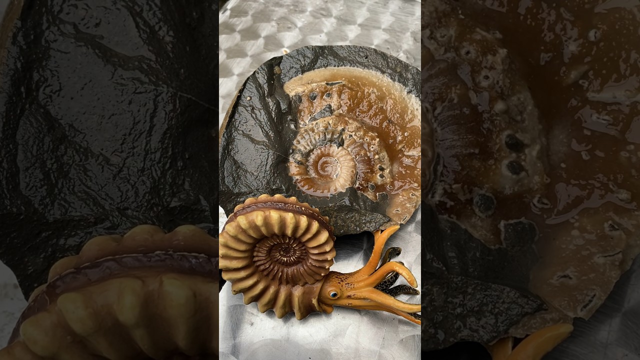 Surprise Fossil Hunting Find Preserved In Stunning 🤩 Calcite‼️