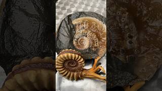 Surprise Fossil Hunting Find Preserved In Stunning 🤩 Calcite‼️#fossilhunting#ammonites#beachfinds Surprise Fossil Hunting Find Preserved In Stunning 🤩 Calcite‼️#fossilhunting#ammonites#beachfinds