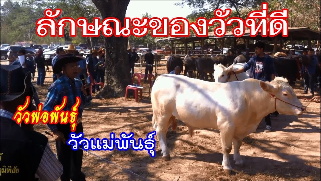 วิธีเลือกพ่อพันธุ์วัวที่ดี แม่พันธุ์วัวที่ดี