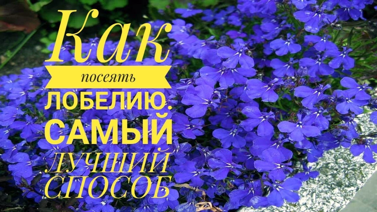 Как посеять Лобелию САМЫЙ ЛУЧШИЙ СПОСОБ