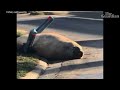 Neil the seal wreaks beautiful havoc in southern Tasmania