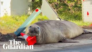 Neil the seal wreaks beautiful havoc in southern Tasmania