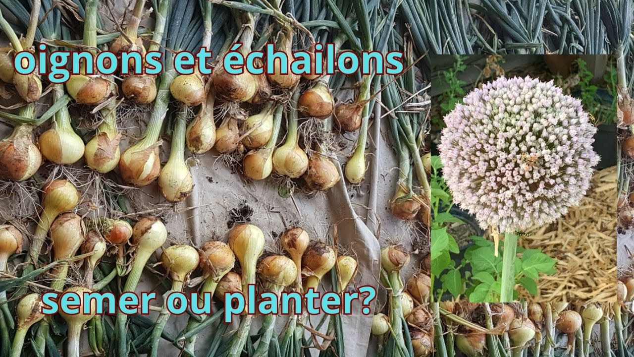 Oignons et échalions semer ou planter?