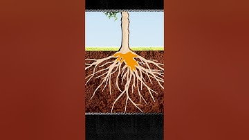 How maple trees produce syrup 🌳  #maplesyrup #sap #trees