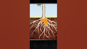 Thumbnail of How maple trees produce syrup 🌳  #maplesyrup #sap #trees