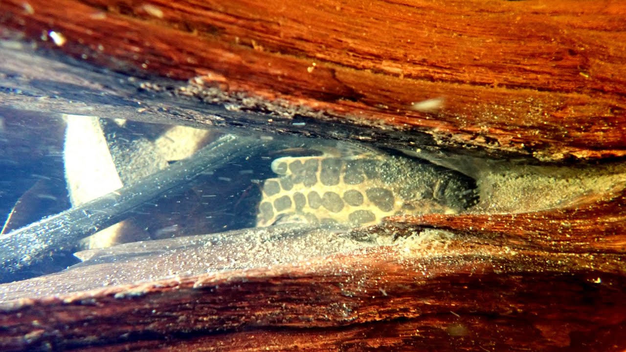 Jaguar Catfish, Rio Negro, Blackwater