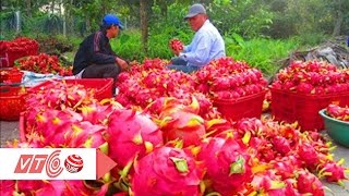 Người Trung Quốc chơi trò thu mua hoa thanh long  | VTC