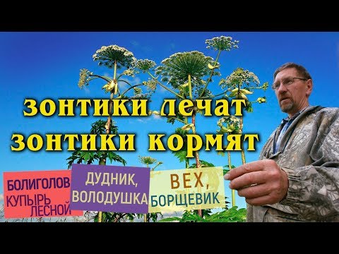 Обидчивым - володушка. Опасный и съедобный борщевик?