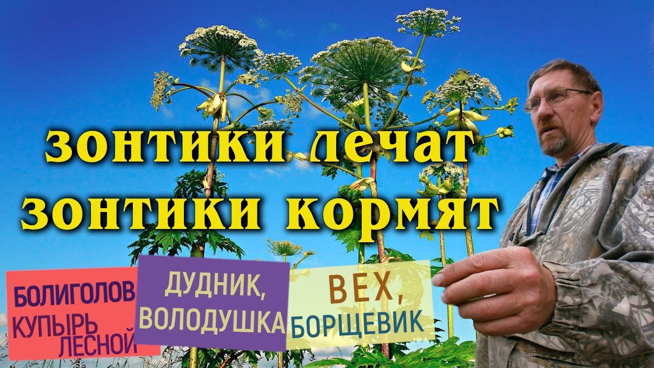 Обидчивым - володушка. Опасный и съедобный борщевик? - YouTube