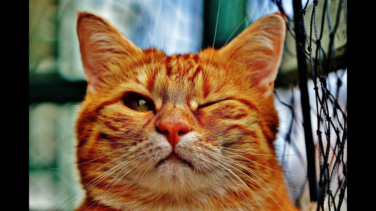 angry cute cat - funny Cat 