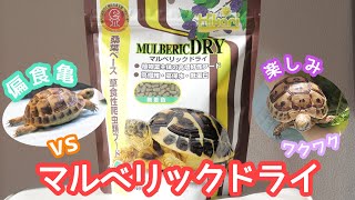 マルベリックドライvs偏食亀