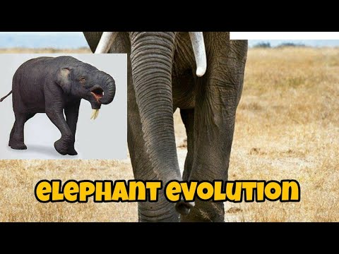 elephant evolution /adventure science
